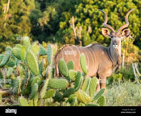 Greater Kudu Tragelaphus Strepsiceros Stock Photo Alamy