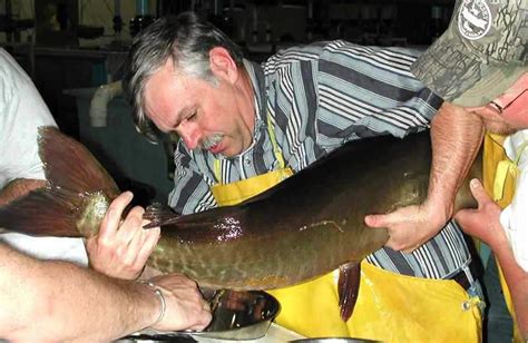 Njdep Division Of Fish Wildlife Trapnetting And Spawning Broodstock