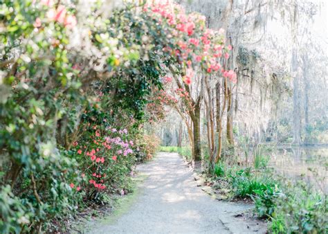 Welcome — Magnolia Plantation & Gardens
