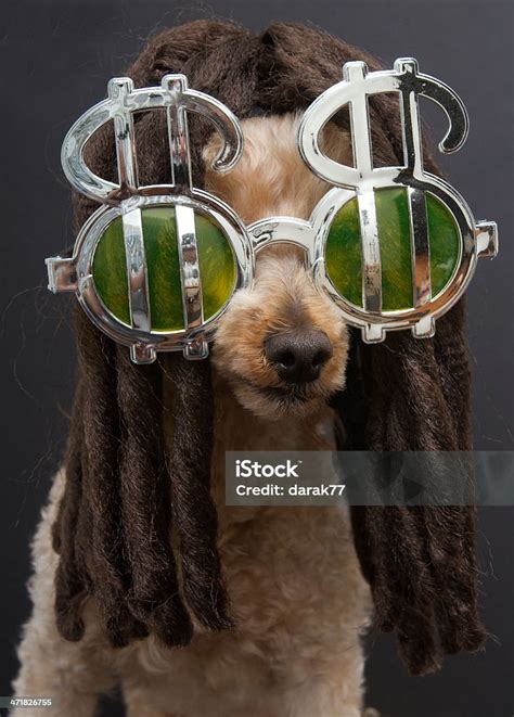 Poodle With Dreadlocks And Dollar Signs Stock Photo Download Image