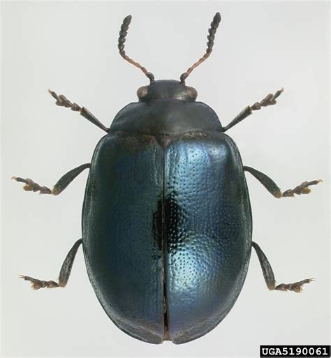 Imported Willow Leaf Beetle Plagiodera Versicolora Laicharting 1781