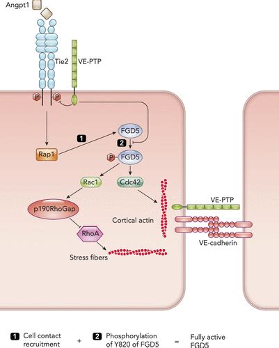 Vascular Endothelial Protein Tyrosine Phosphatase Regulates Endothelial