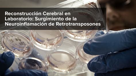 VIDEO Reconstrucción cerebral en laboratorio surgimiento de la