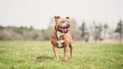 Staffordshire Bull Terrier Caracter Sticas Son Peligrosos