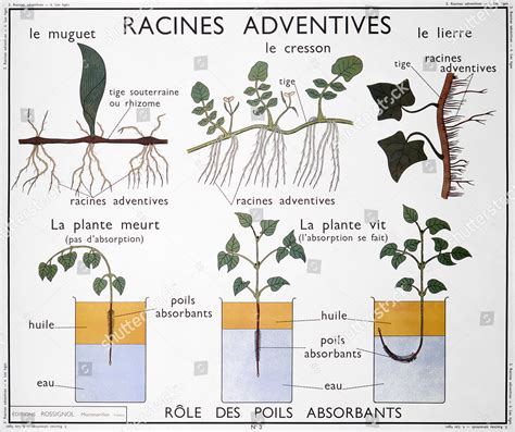 Pedagogical Botanical Drawing Showing Adventitious Roots Editorial ... 