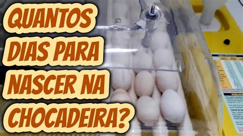 Quantos Dias Para Chocar Ovo De Pata - Quantos dias leva para chocar o ovo de galinha na chocadeira? Quanto ...