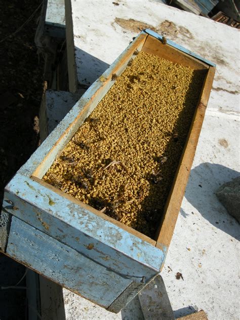 Блог пчеловода для любителей мёда. Пчеловодство для начинающих и не ...