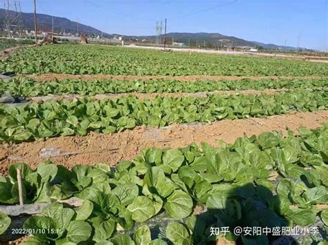 蔬菜怎么施肥才好？种植蔬菜用硝酸钾肥料还是硫酸钾肥料？ 知乎