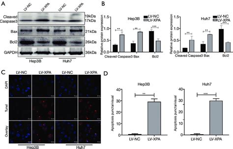 Xpa Overexpression Triggers Hep3b And Huh7 Cell Apoptosis Ab