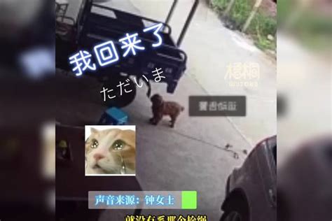 狗狗丢失2年后自己跑回家，铲屎官：能自己找回来 就是一种缘分缘分狗狗