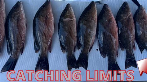 Fishing For Mangrove Snapper Snook And Big Black Drum Youtube