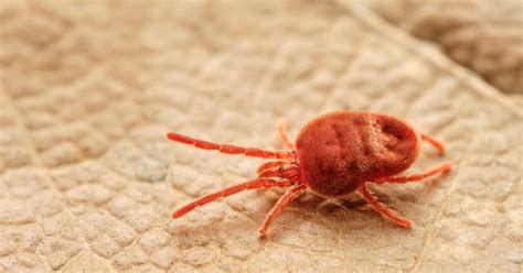 Autumn Series: Harvest Mites | Paleo Ridge