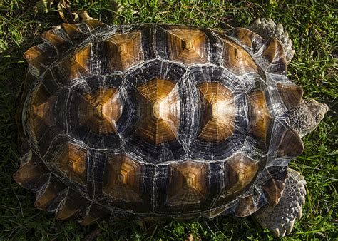 Turtle Shell Photograph by John Bainter - Pixels