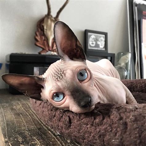 The Daily Nude Just A Nude Being A Nude Heavymetalpapillon Cute Cat Breeds Cute Cat