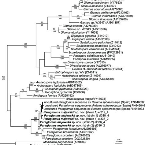 The Maximum Likelihood Tree Inferred From Partial Ssu Rdna Sequences