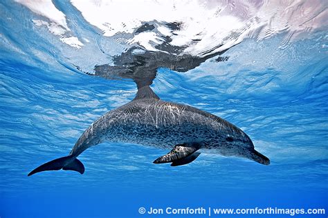 Atlantic Spotted Dolphin 21 Photo, Picture, Print | Cornforth Images