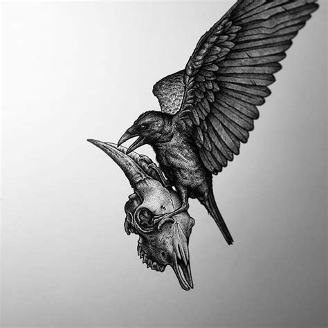 Crow Skull Drawing at PaintingValley.com | Explore collection of Crow ...