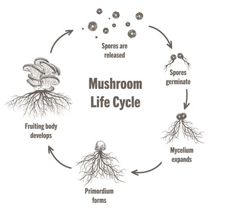 Mycelium Vs Fruiting Body The Power Of The Whole Mushroom Om