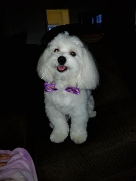 Before and after grooming. - Maltese Dogs Forum : Spoiled Maltese Forums