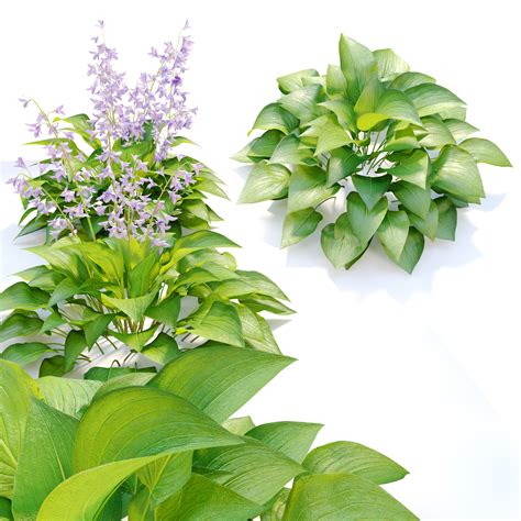 Plantain lilies 3D model | CGTrader