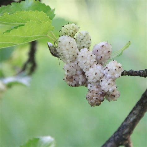 Semillas de morera blanca Morus alba árbol de hojas de moral