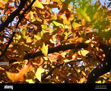 Formosa Sweet Gum Liquidambar Formosana Hi Res Stock Photography And