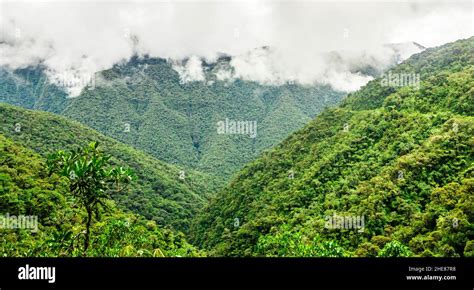 Andean Forest On Steep Cliff Hi Res Stock Photography And Images Alamy