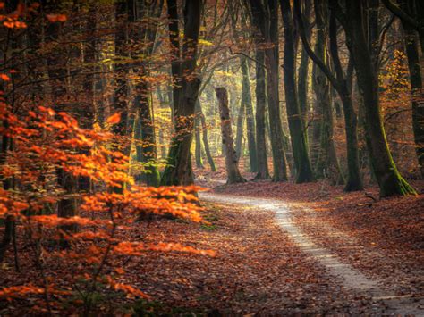 Vakantie In Het Bos Mooiste Boshuisjes