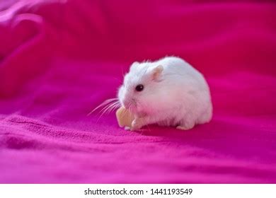 492 Hamster eat cheese Images, Stock Photos & Vectors | Shutterstock