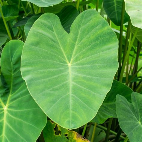 Elephant Ear Bulbs For Planting Live Colocasia Esculenta Elephant Ear