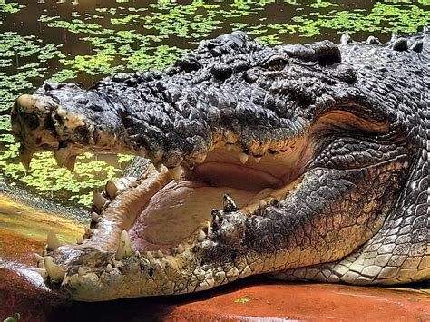 Cassius, world’s longest saltwater crocodile in captivity dies | NT News