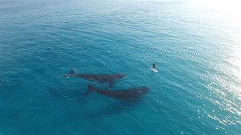 Incredible Drone Footage Captures Two Huge Whales Swimming Alongside