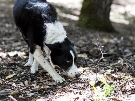 Can Dogs Sense Ashes