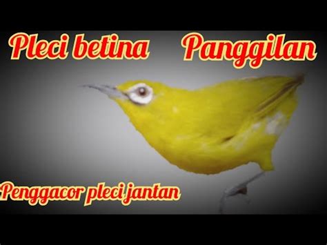 Pleci Betina Memanggil Jantan Bagus Buat Pancingan Peningkat Birahi