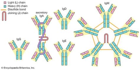 What are IgA, IgM, IgG, IgE, IgD antibodies and antigens? - Telegraph ...