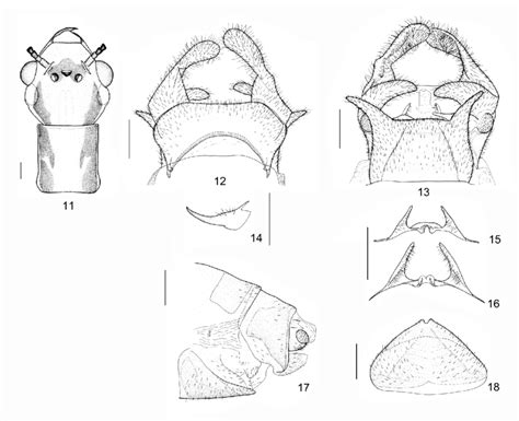 Protohermes Curvicornis Sp Nov 11 Male Head And Prothorax Dorsal Download Scientific