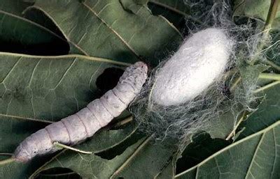 File:Silkworm & cocoon.jpg - Wikimedia Commons