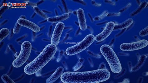 Bacillus Clausii 3x10 10 CFU G