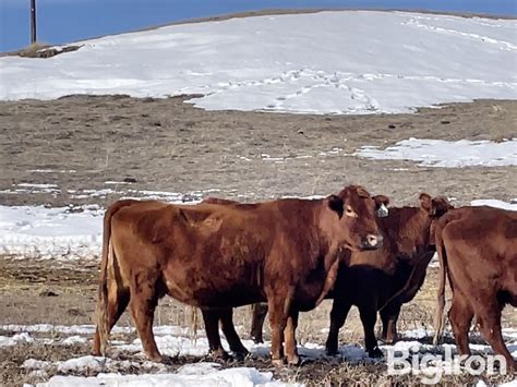 Red Angus To YO Mature Bred Cows BID PER HEAD Livestock