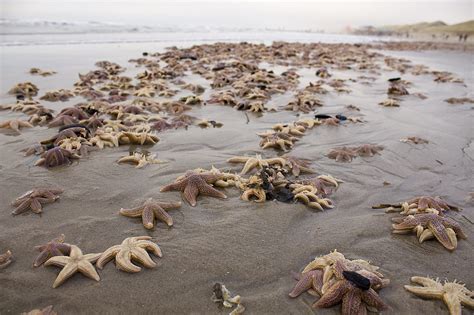Zeesterren