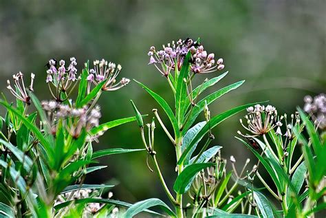 Swamp Milkweed