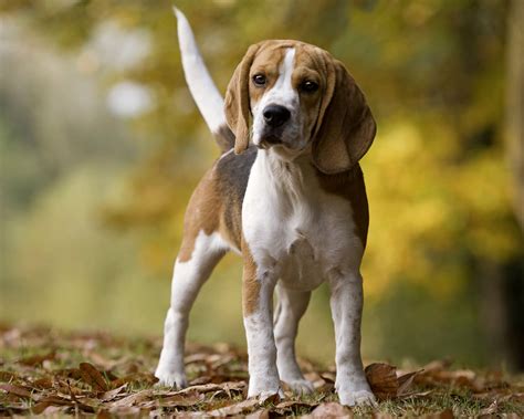 Американский фоксхаунд (American Foxhound) - это спокойная ...