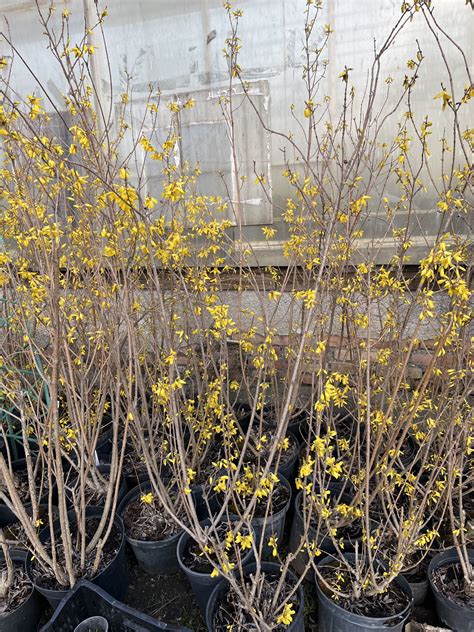 Форзиция промежуточная Спектабилис