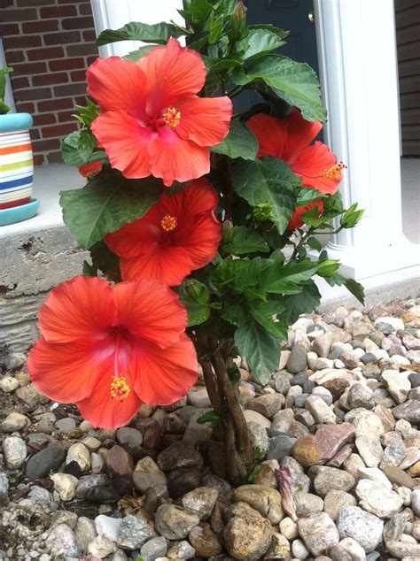 Hibiscus Potted Plant for Your Garden