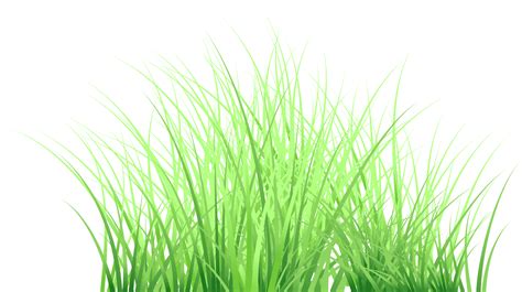 grass transparent background 22419500 PNG