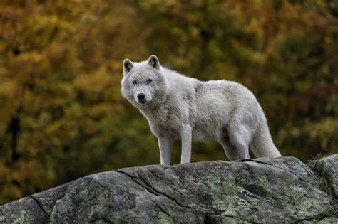 Artic Wolf Wallpaper Animals Wallpaper Better