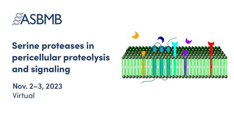 Serine proteases in pericellular proteolysis and signaling