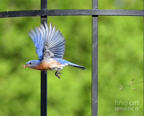 Eastern Bluebird With Food Delivery Photograph by Cindy Treger