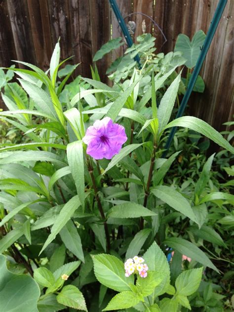 Mexican Petunia | Plants, Petunias, Garden