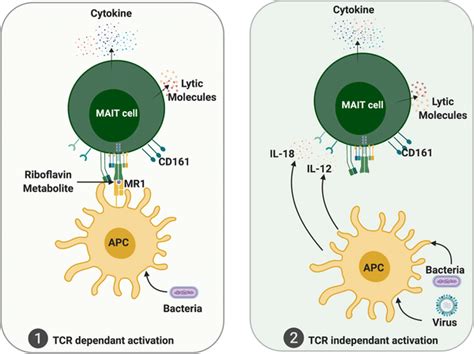 Mait Cell Activation Mait Cells Can Be Activated In A Mr Dependent